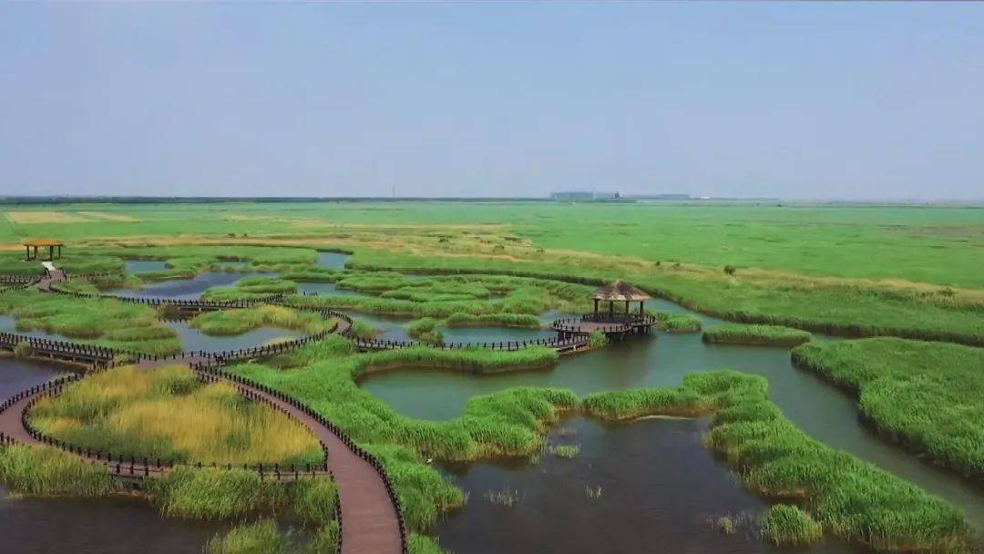 南大港湿地自然保护区素有"京津南花园,天然大氧吧"的美誉,"活泼泼