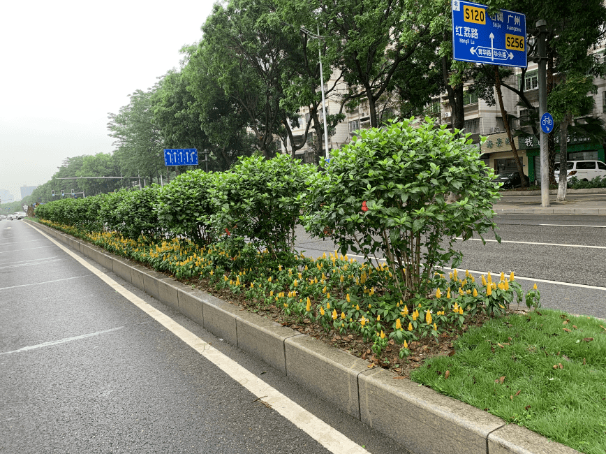 东城中路(莞城段)分车带原种植黄金叶,大红花等灌木,绿化植物比较单一