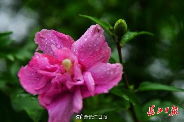 江城遇甘霖，繁花沐雨中 國際 第1張