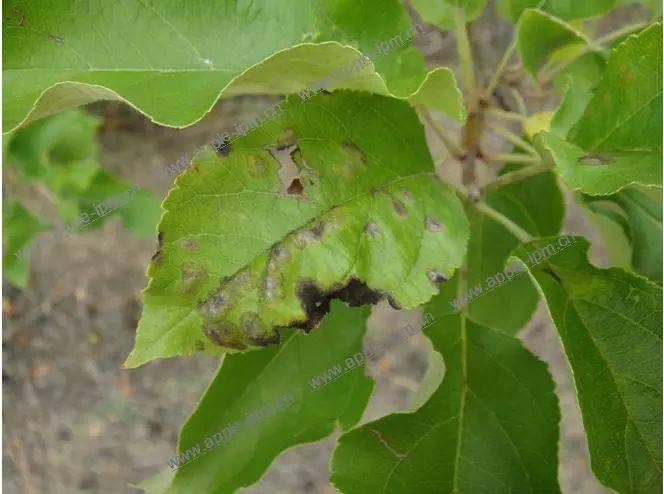 【果园讲堂】苹果树当前病虫害防治用药方案介绍