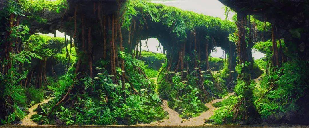 【首届cadc水草缸造景大赛】线上作品征集已开启!