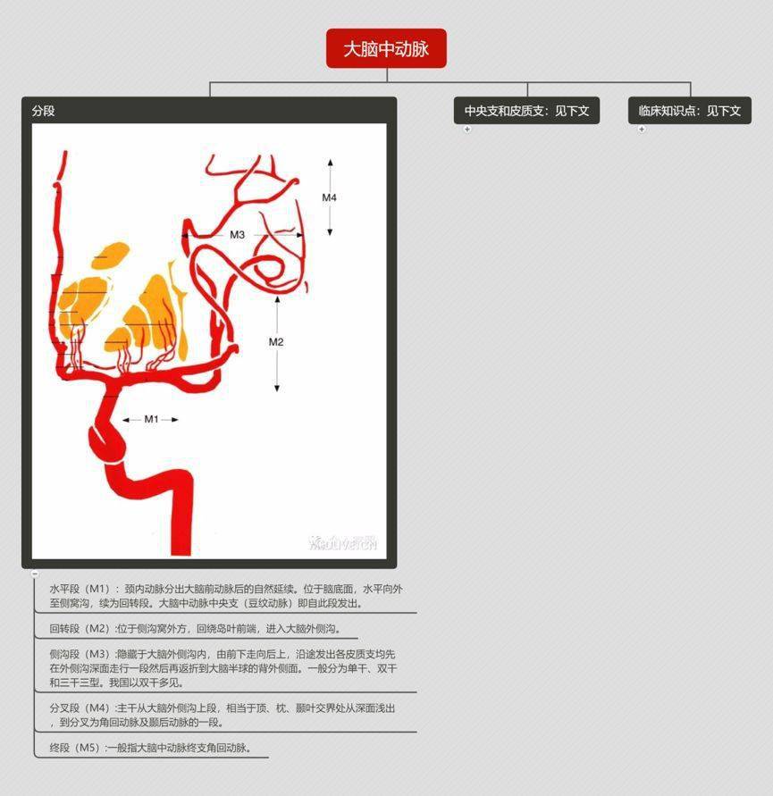 【推荐】脑血管解剖图——颈内动脉系统