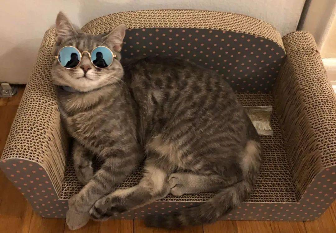 养猫|教会我如何去爱纽约猫咪领养记:花3个月才领回家的猫