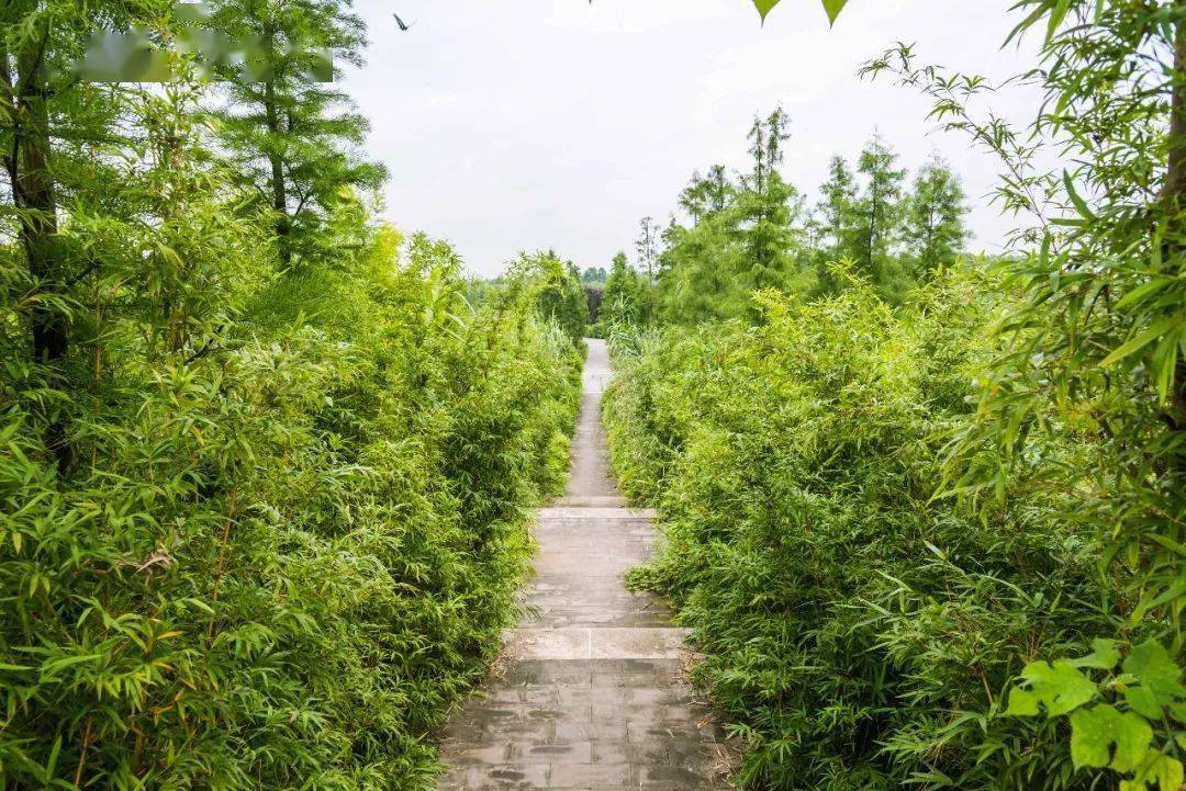 成都市区小众赏荷地!百亩荷花,人少免费!