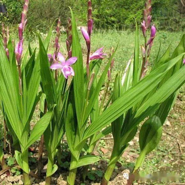 名贵药材白芨常见病虫害图解