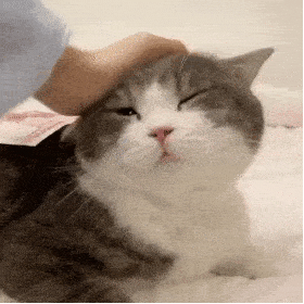 摸摸猫咪头喵星人 gif 动图表情包