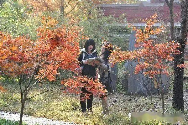 专业|北京语言大学：新增语言学等专业 绝大多数专业不限选考科目