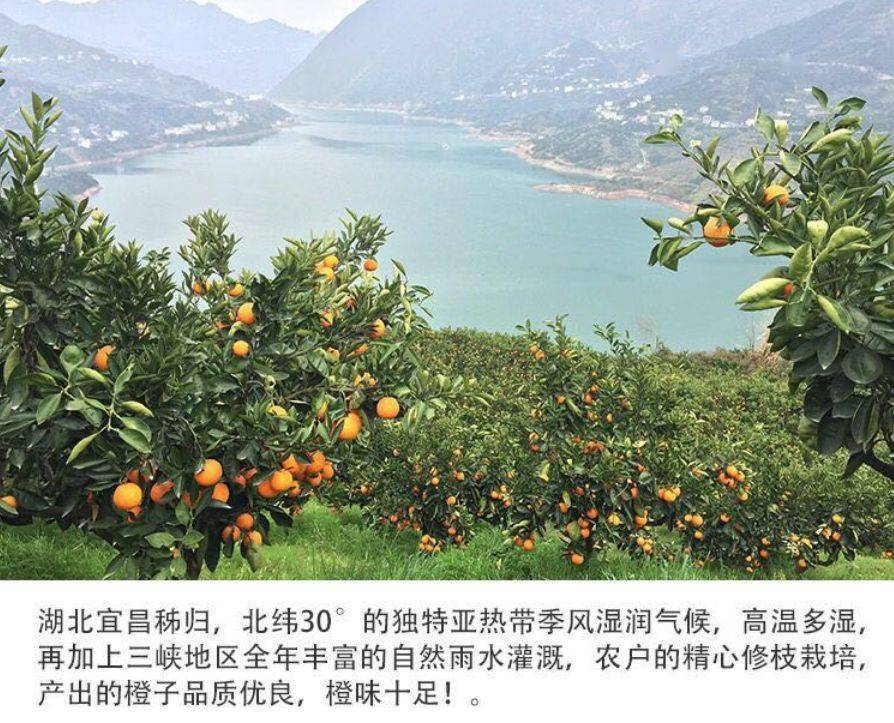 【水果团】秭归夏橙 这个季节最新鲜的橙子 皮薄多汁