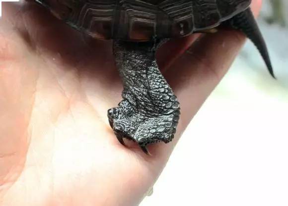 草龟的头部怎么描写