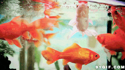 壁纸 动物 鱼 鱼类 400_225 gif 动态图 动图
