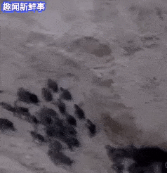 萌物gif动态图,可爱萌宠动态图片集锦第五期80张!
