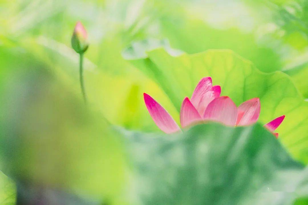 炎炎夏日,去这儿避暑!辽阳柳壕湿地给你一