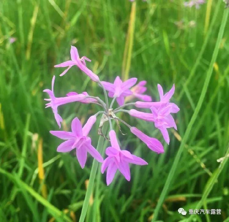 渝北御临河畔,大片韭菜花盛开