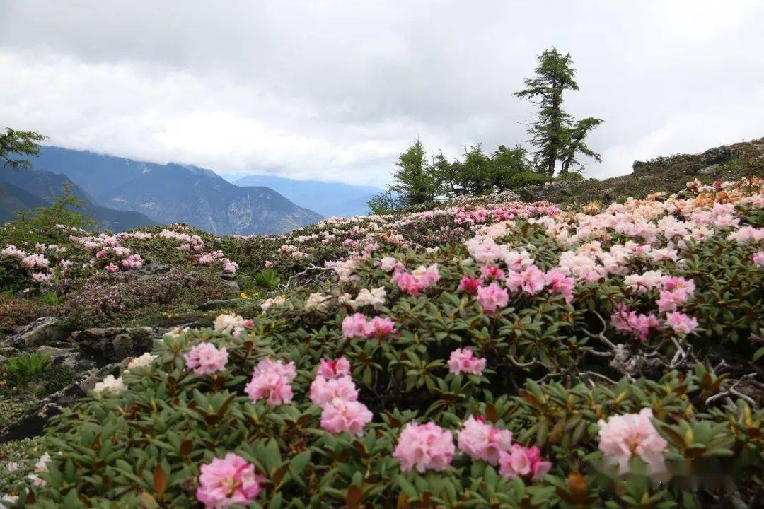 程志开的镜花缘今天来一壶白马雪山杜鹃酿