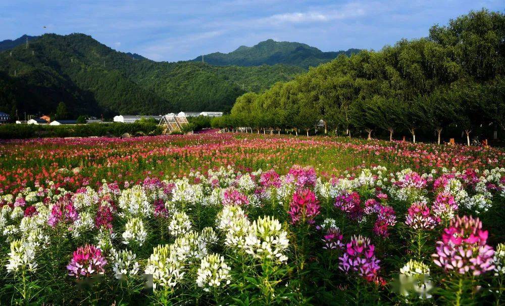 绚丽花海扮靓秦岭小城