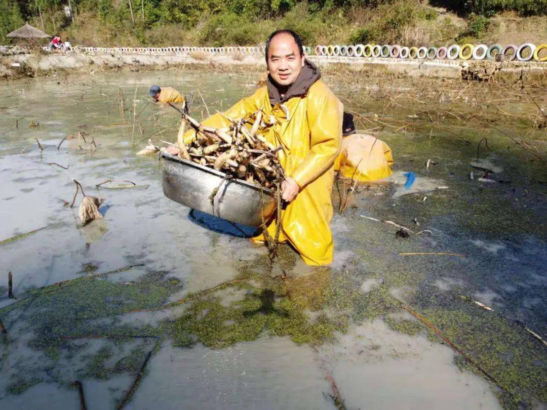 春晖|石阡吴言林:提前退休种荷花 带领乡亲致富忙_何家坝