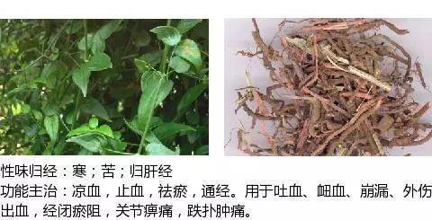 最全中草药图谱,附主治功效(吐血整理,建议收藏)