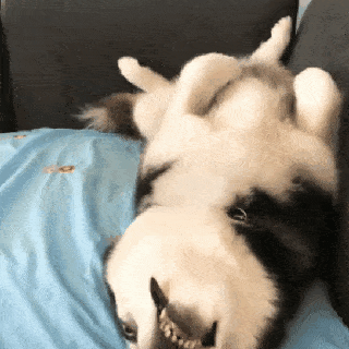 我家  卫生间很小,狗子还是只拉布拉多,真的  就是把自己硬挤进来.