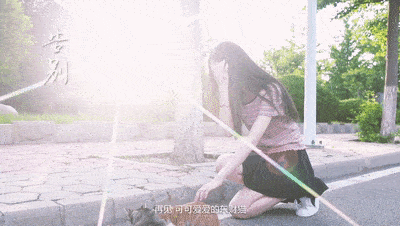 告别可可爱爱的东财猫