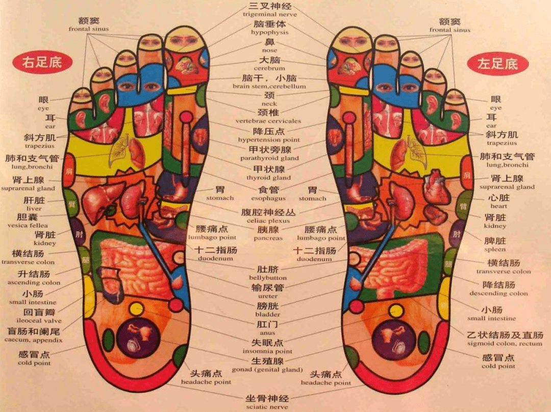 「足部反射区疗法   reflexology」