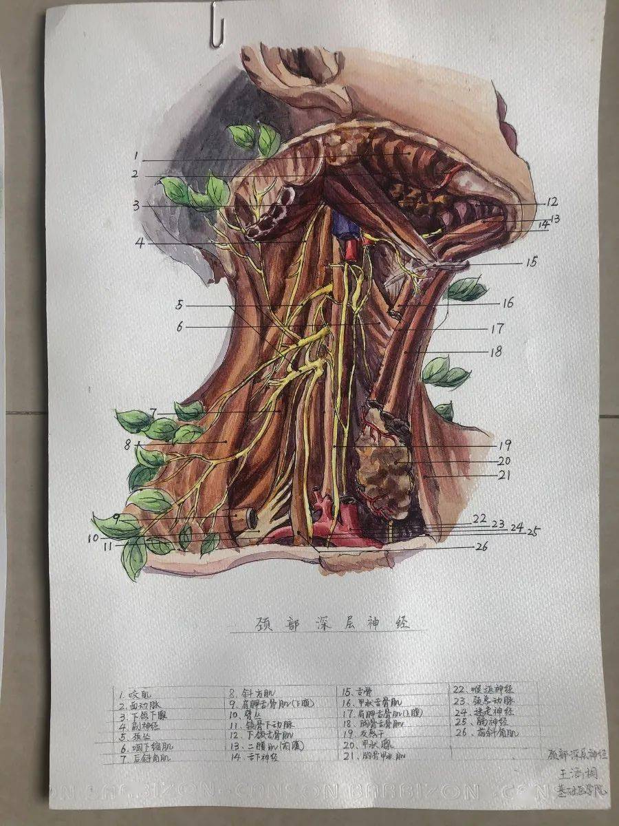 第四届"医生艺事"人体解剖绘画大赛获奖结果