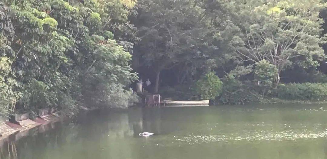 今早,南宁石门森林公园景观湖内惊现一具浮尸!死者身份是.