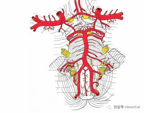 收藏丨大脑willis环的解剖及变异_动脉