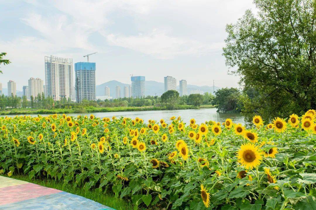 这片向日葵花海太撩了吧姐姐们看了都想来温岭