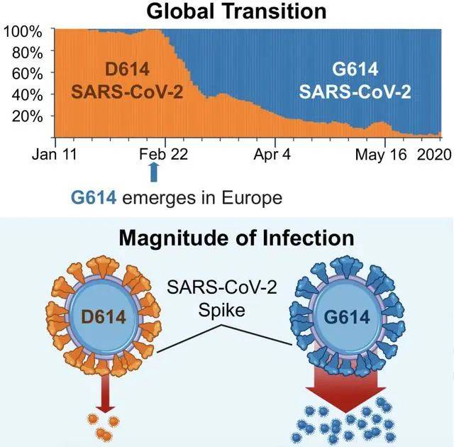 变异|世卫组织：尚无证据表明D614G突变会导致更严重的病情