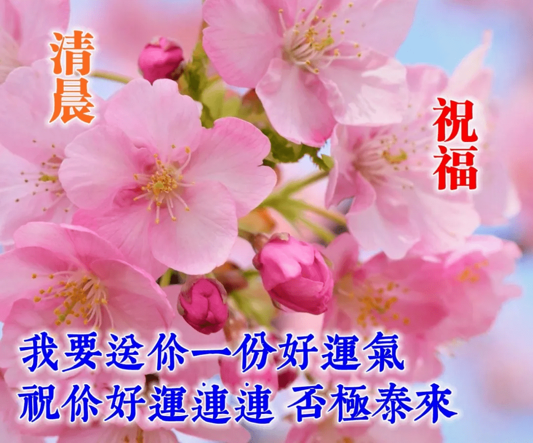 早上好,夏季早安祝福语鲜花图片大全,唯美早晨问候表情