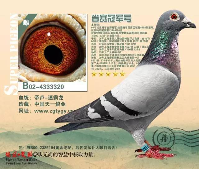 中国天一鸽业39羽基础种鸽.