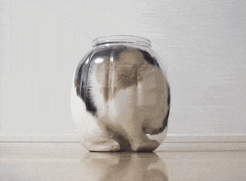 据说猫是液体的,我不相信直到看到这个.