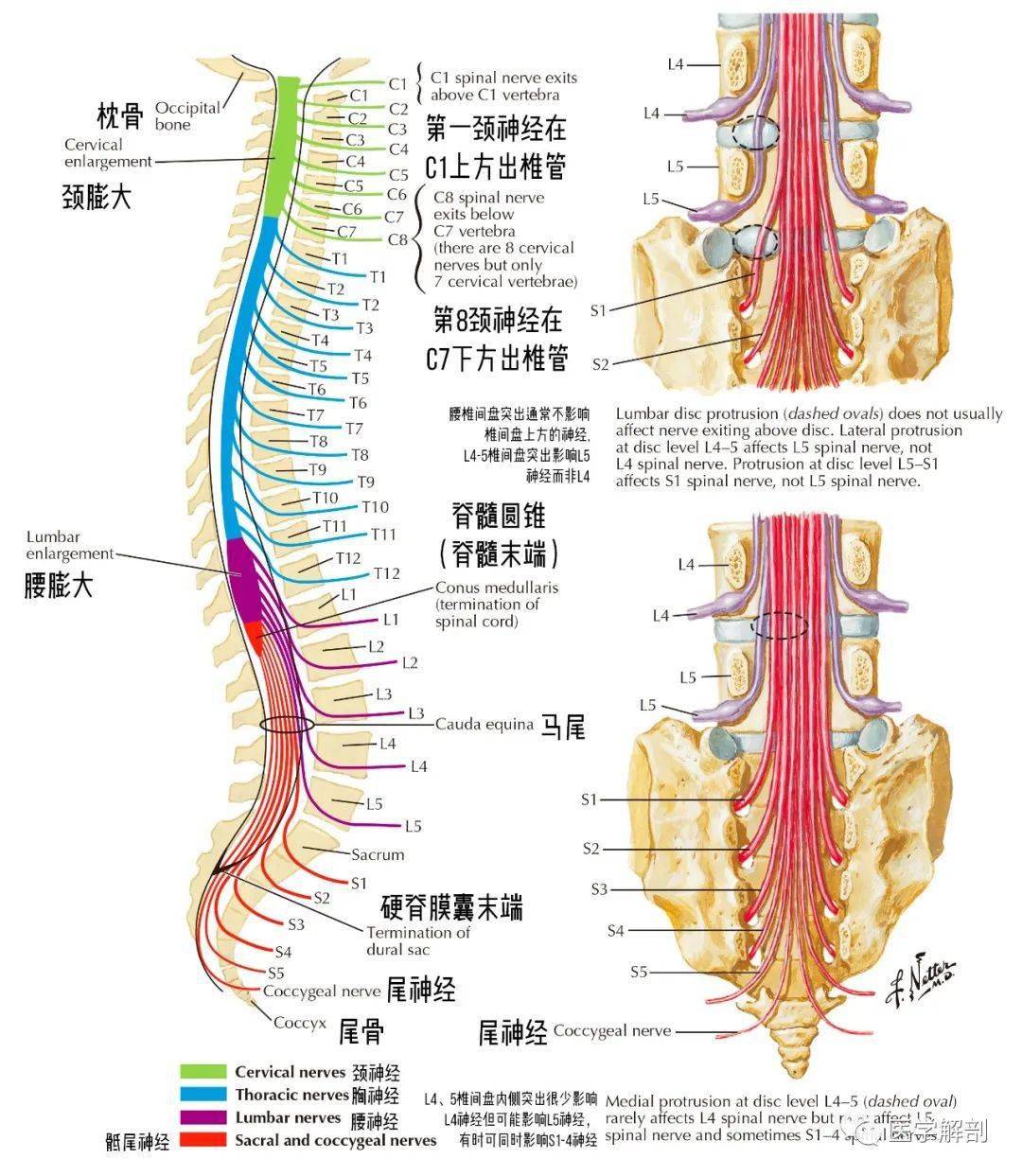 【图谱】脊髓,脊柱,脊神经高清解剖图