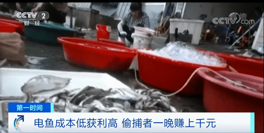 药丸|触目惊心！记者夜探汉江，“红色药丸”非法捕鱼猖狂！这样的高价“江鲜”，你敢吃吗？