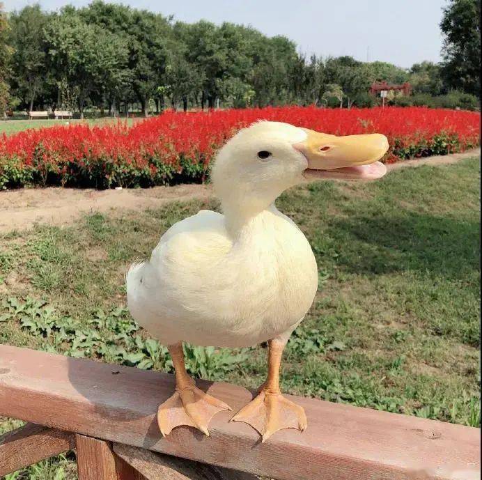 王珞丹发文：“吉吉已经不在这个世界上了…”