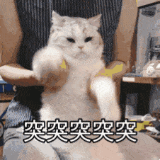 喵喵表情包第六期丨