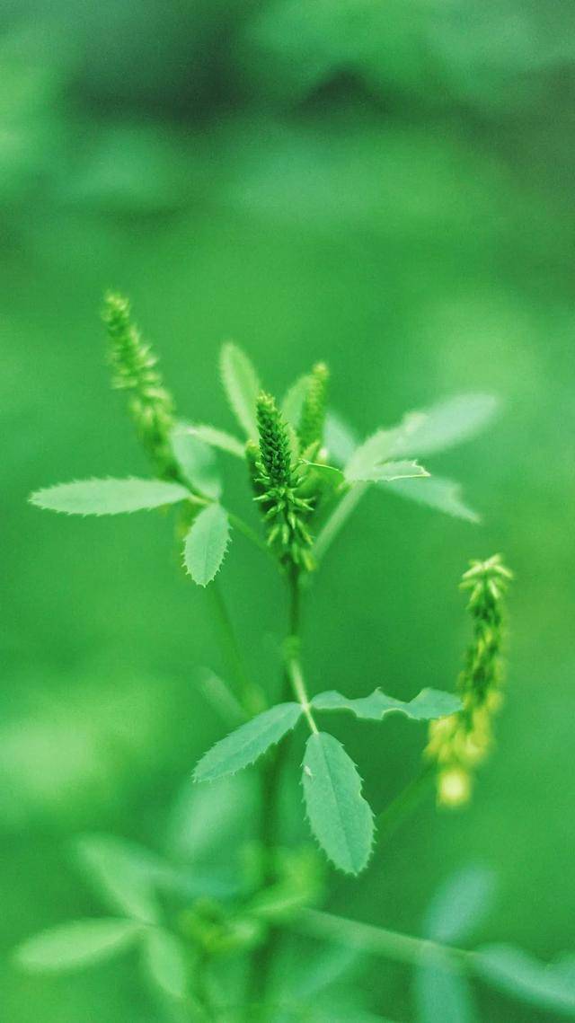 临夏这组"最夏天"的壁纸,全部都要用一遍!_屏保