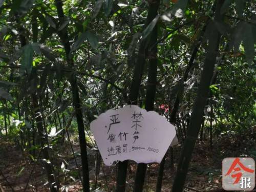 景区|游客偷挖竹笋罚款万元？柳州村民定下“天价罚金”