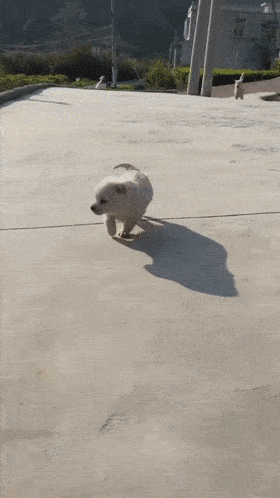 因为一看到这些小可爱,脑子里就只剩下各种尖叫啊啊啊啊啊,哪里还会