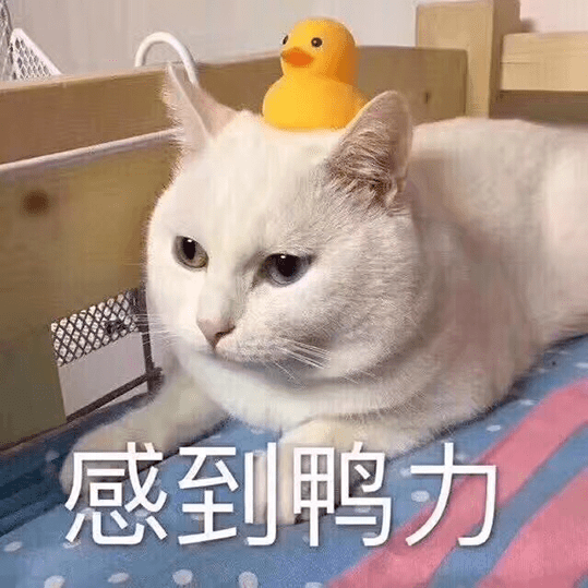 猫哭起来有多丑?长见识了.