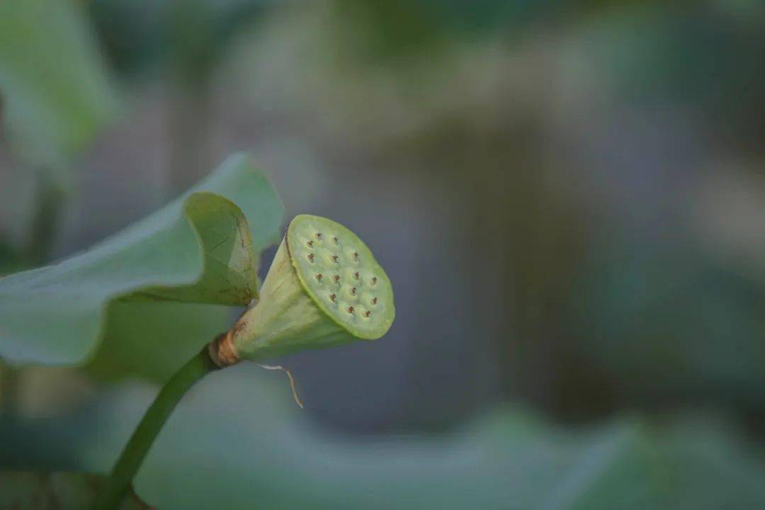 莲蓬翠绿