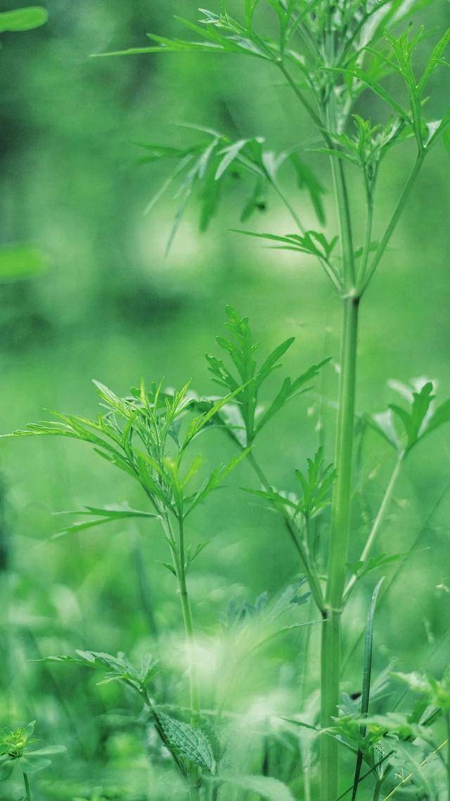 临夏这组"最夏天"的壁纸,全部都要用一遍!_屏保