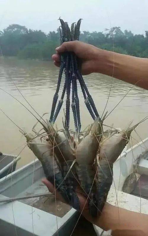 杭州连下几天暴雨,城市河道惊现"巨虾"_沼泽