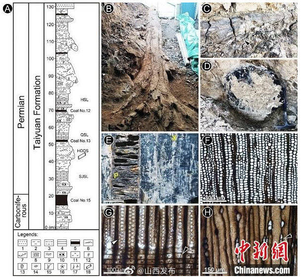 阳泉|中国科学家在山西阳泉发现早二叠世大型科达木化石群