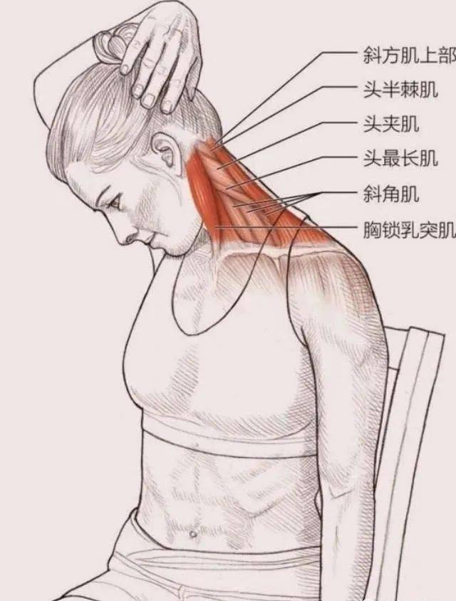 静态经络肌肉拉伸图建议收藏