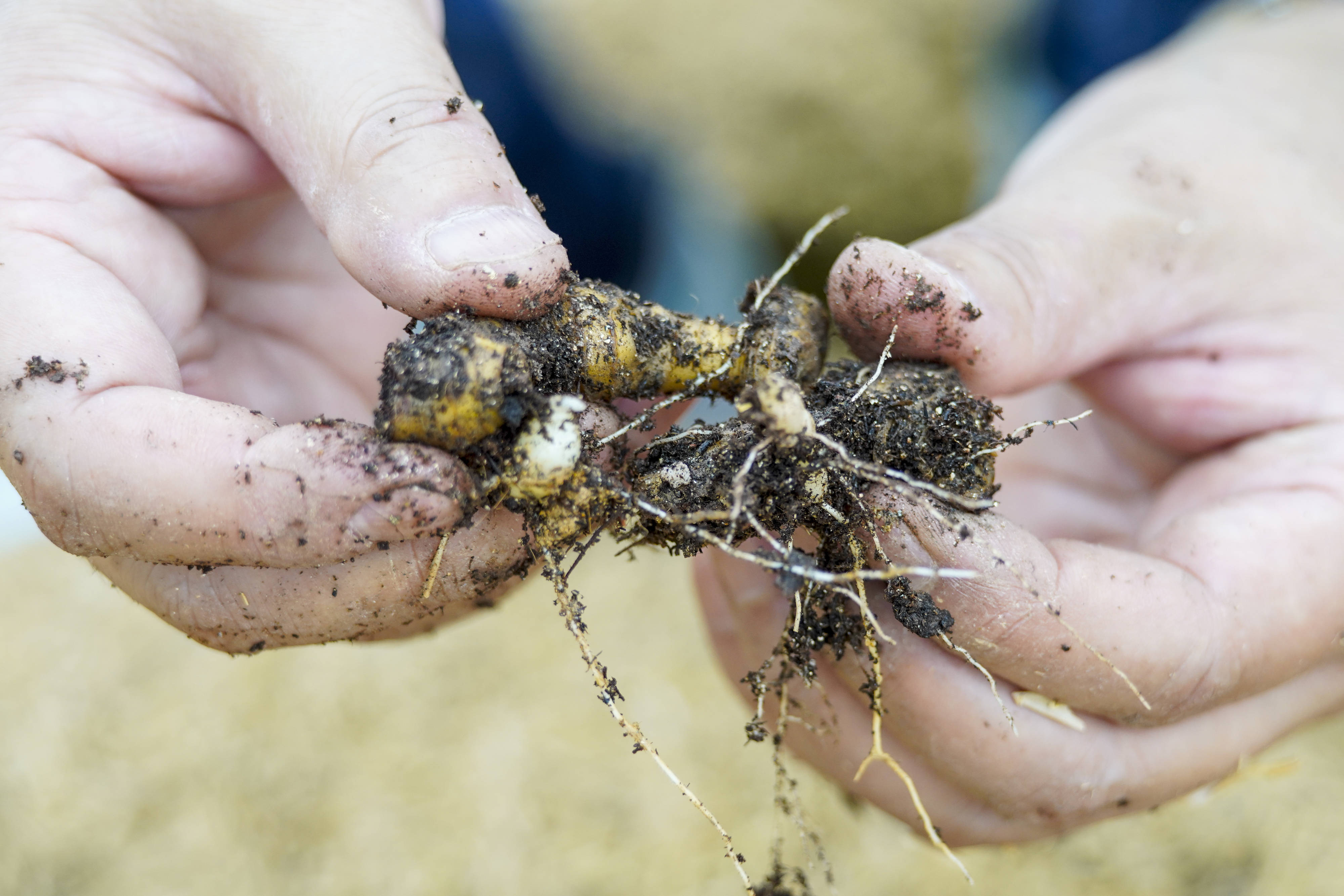 华溪村|啃下“硬骨头” 奋斗不停歇