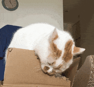 2016年《猫科医学》期刊(feline medicine and surgery)刊登的《猫咪