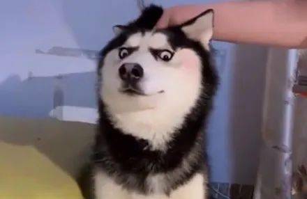 怎么教狗狗笑起来 02ca2e2b3eab4d3eb8b1adf333aa0b4f.jpeg