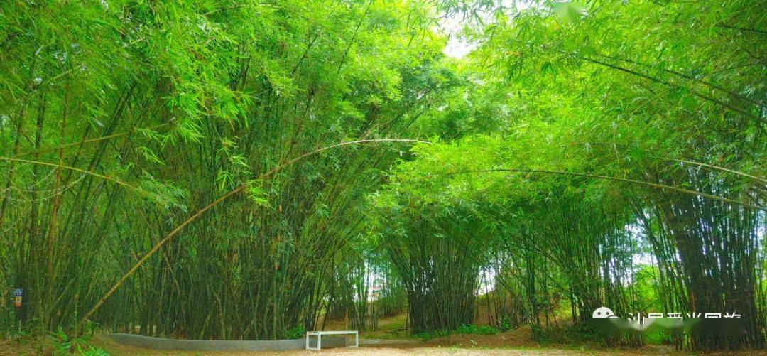 优惠购票 | 陆河竹林生态旅游区欢迎您