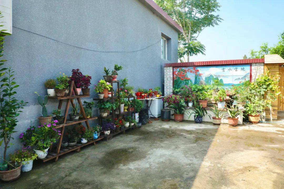 王洪家的院子里到处是花花草草不同之处在于花盆△废旧酒瓶做成花瓶他
